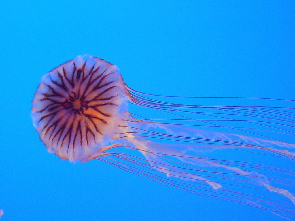 Cosa fare se ti punge una medusa? Cure e rimedi.