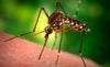 Ecco perchè le zanzare pungono te e non il tuo vicino